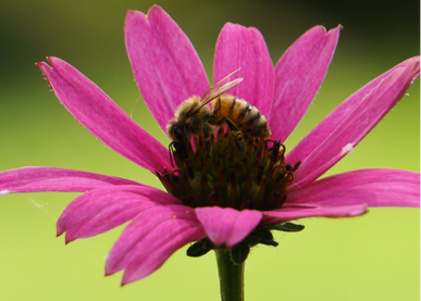 Honey bee visits a pink flower